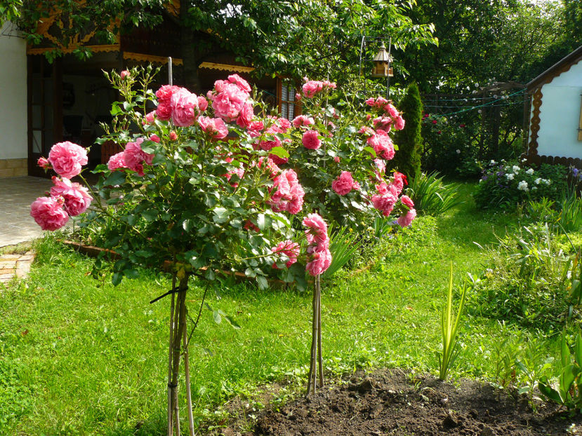 Rozarium pienne - 2017_Idilic Garden_Trandafiri