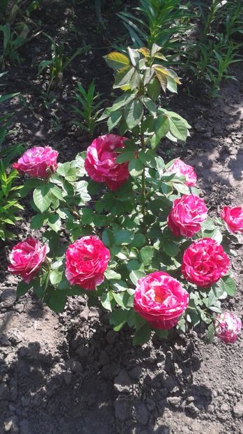 New Image - Trandafirii astazi