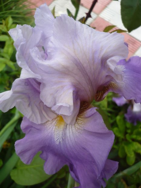 P1320658 - GRADINA 2017-1