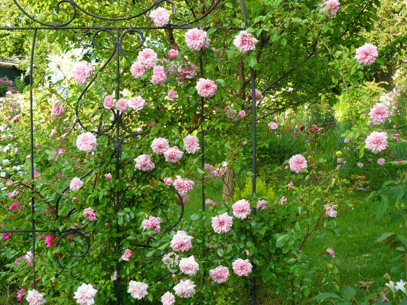 Paul Noel - 2017_Idilic Garden_Trandafiri