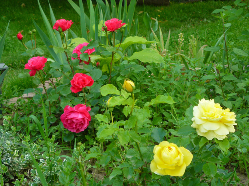 Ingrid Wendl si Happy Child - 2017_Idilic Garden_Trandafiri