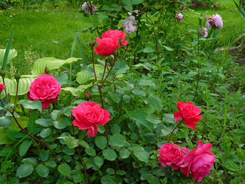 Ingrid Wendl - 2017_Idilic Garden_Trandafiri