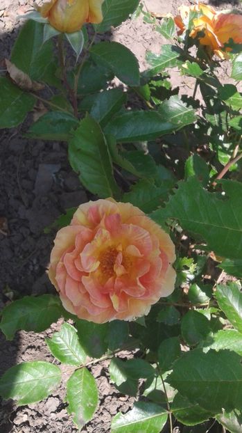  - Trandafirii astazi