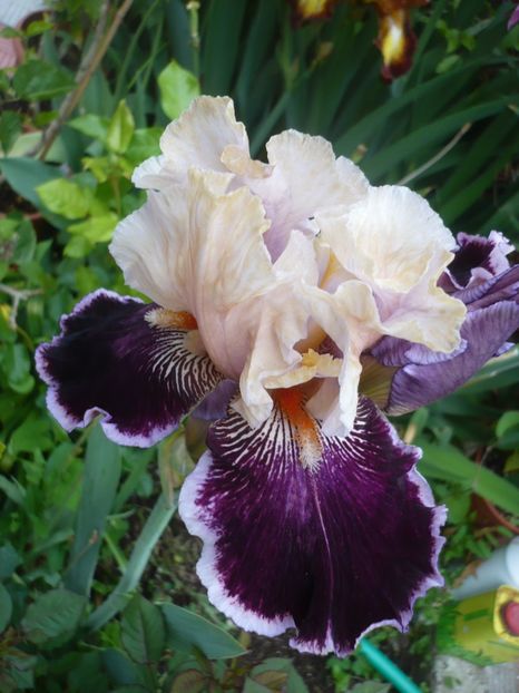 P1320665 - GRADINA 2017-1