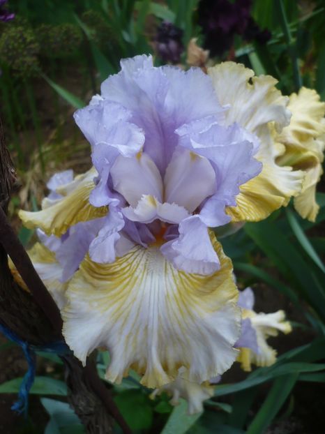 P1320673 - GRADINA 2017-2