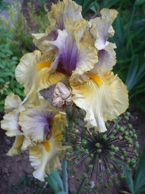 P1320680 - GRADINA 2017-2