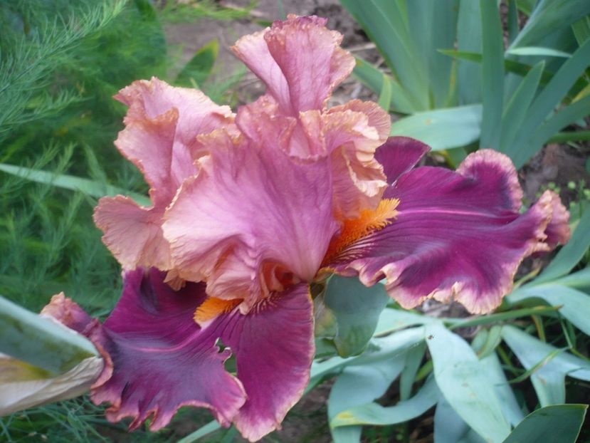 P1320681 - GRADINA 2017-2