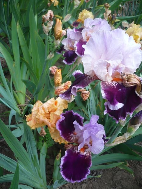 P1320684 - GRADINA 2017-2