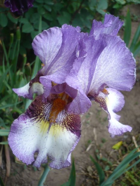 P1320687 - GRADINA 2017-2