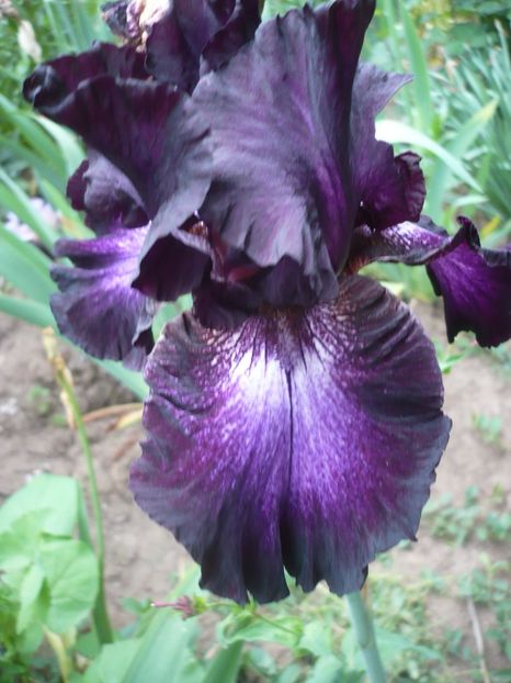 P1320690 - GRADINA 2017-2