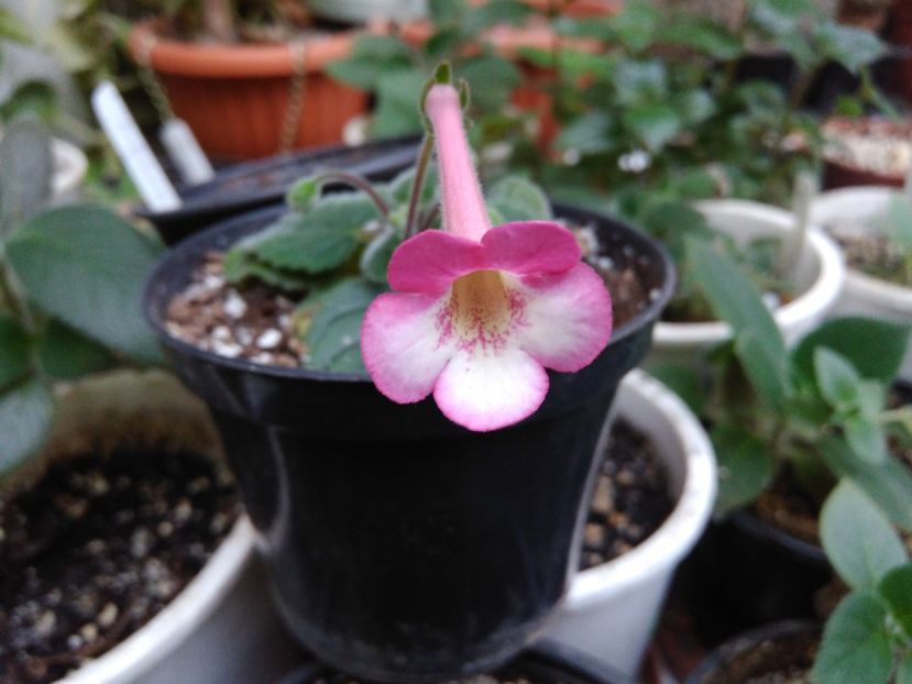  - Achimenes and co