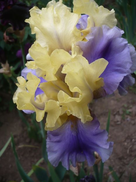 P1320696 - GRADINA 2017-2