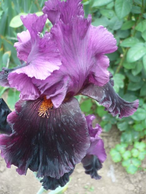 P1320697 - GRADINA 2017-2