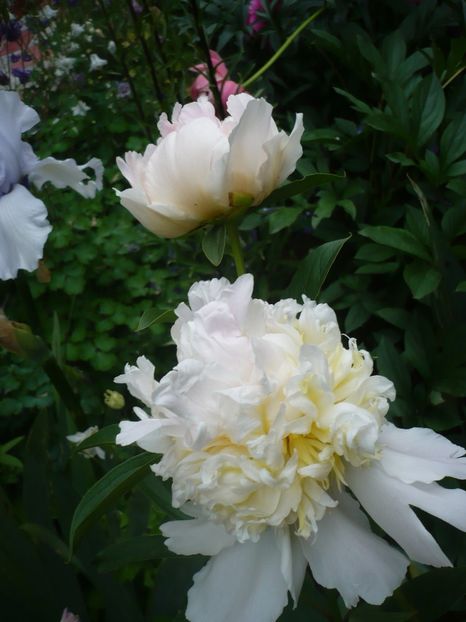 P1320700 - GRADINA 2017-2