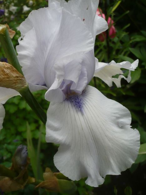 P1320701 - GRADINA 2017-2