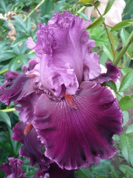 P1320716 - GRADINA 2017-2