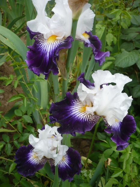 P1320718 - GRADINA 2017-2