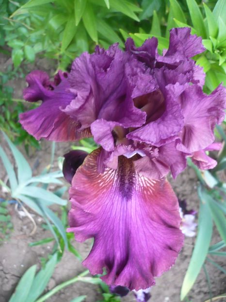 P1320721 - GRADINA 2017-2