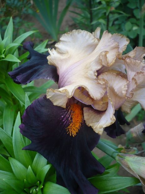 P1320722 - GRADINA 2017-2