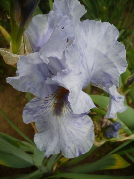 P1320726 - GRADINA 2017-2