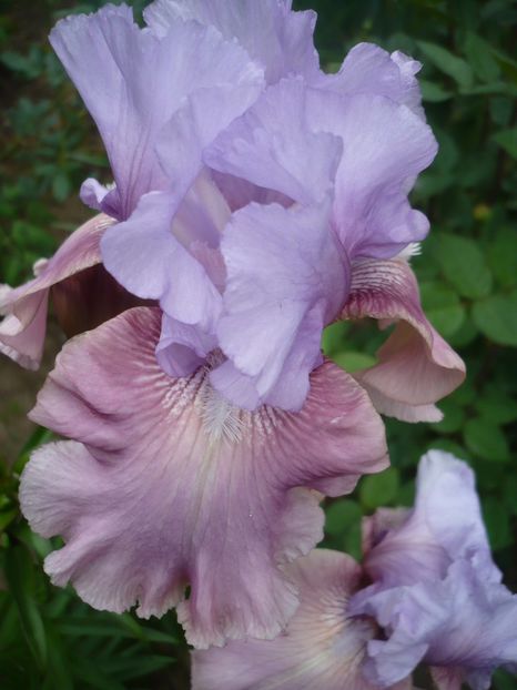 P1320727 - GRADINA 2017-2