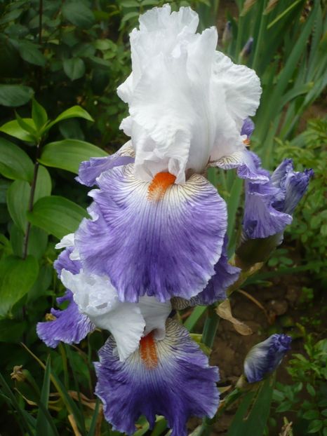 P1320728 - GRADINA 2017-2