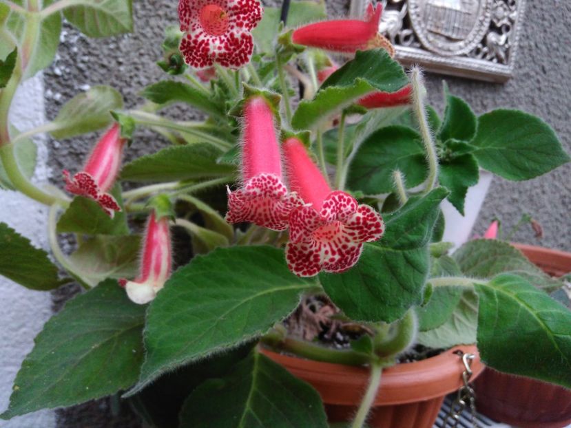  - Achimenes and co