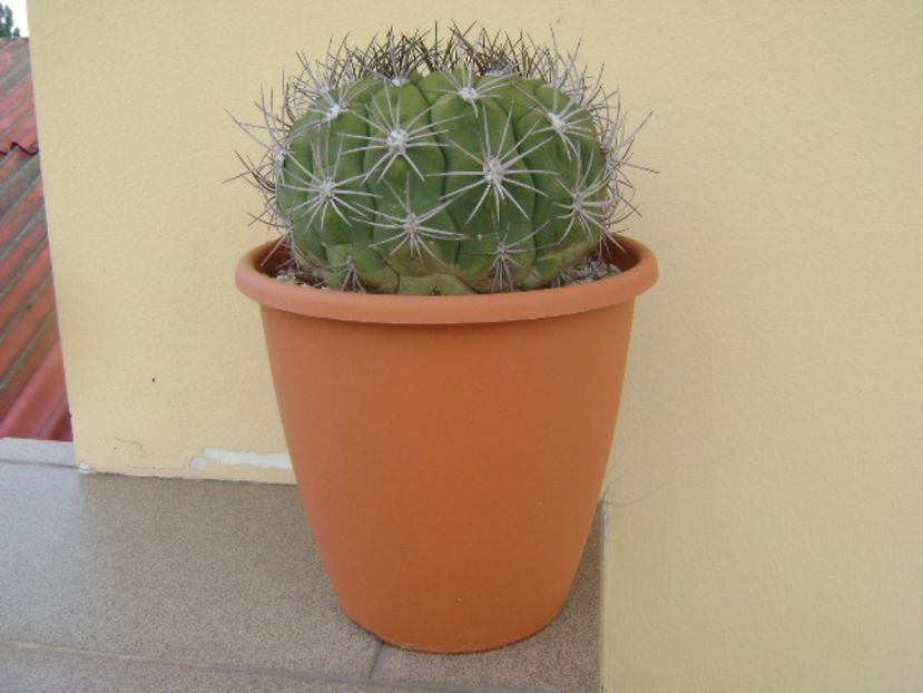 Gymnocalycium saglionis - Cactusi 2017 Gymnocalycium