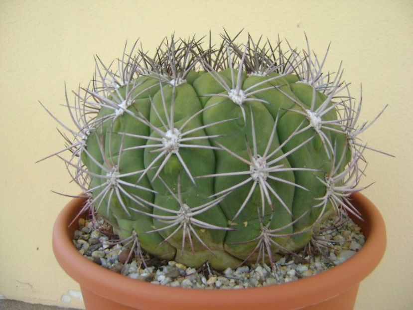 Gymnocalycium saglionis - Cactusi 2017 Gymnocalycium