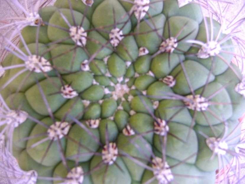 Gymnocalycium saglionis - Cactusi 2017 Gymnocalycium