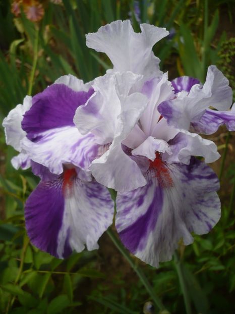 P1320730 - GRADINA 2017-2