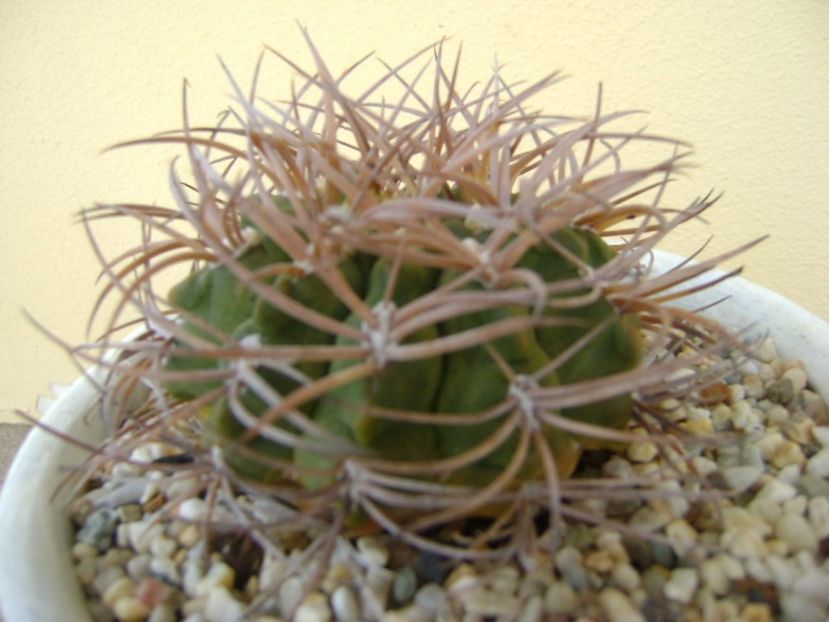 Gymnocalycium guanchinense = Gymnocalycium hossei - Cactusi 2017 Gymnocalycium