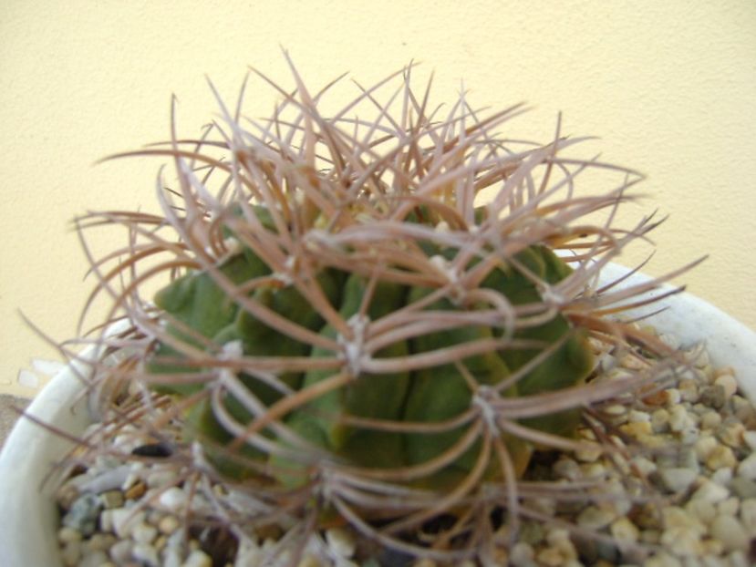 Gymnocalycium guanchinense = Gymnocalycium hossei - Cactusi 2017 Gymnocalycium
