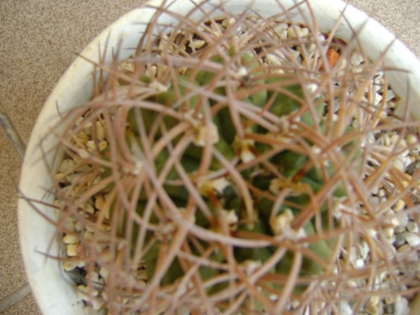 Gymnocalycium guanchinense = Gymnocalycium hossei - Cactusi 2017 Gymnocalycium