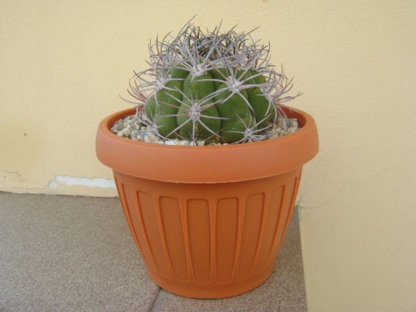 Gymnocalycium saglionis longispinus - Cactusi 2017 Gymnocalycium