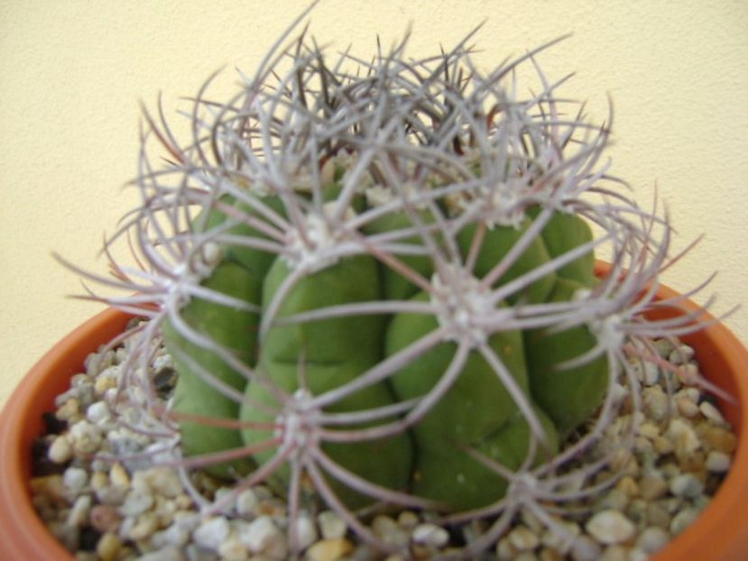Gymnocalycium saglionis longispinus - Cactusi 2017 Gymnocalycium