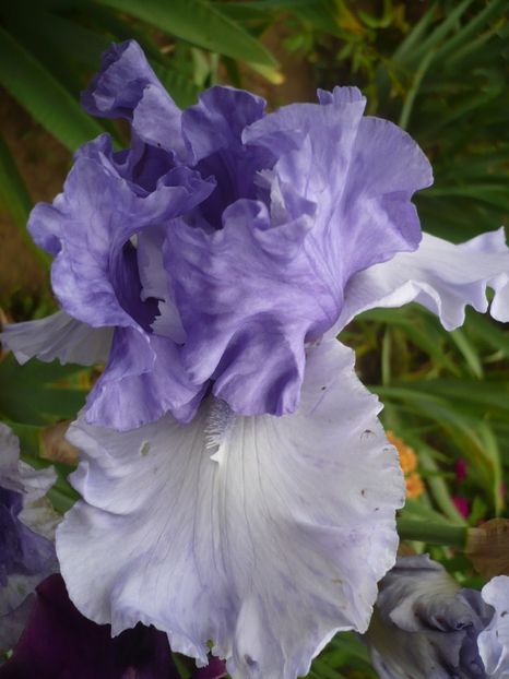 P1320733 - GRADINA 2017-2