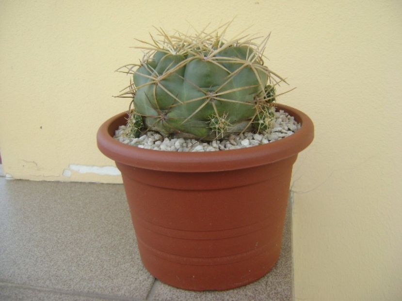 Gymnocalycium monvillei - Cactusi 2017 Gymnocalycium
