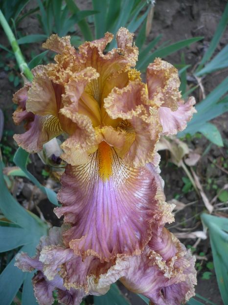 P1320735 - GRADINA 2017-2