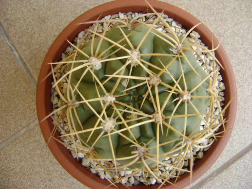 Gymnocalycium monvillei - Cactusi 2017 Gymnocalycium