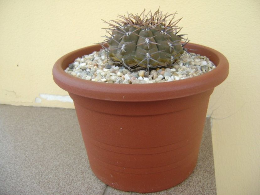 Gymnocalycium ochoterenae v. cinereum - Cactusi 2017 Gymnocalycium