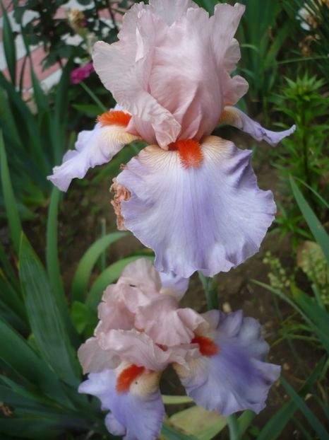 P1320736 - GRADINA 2017-2