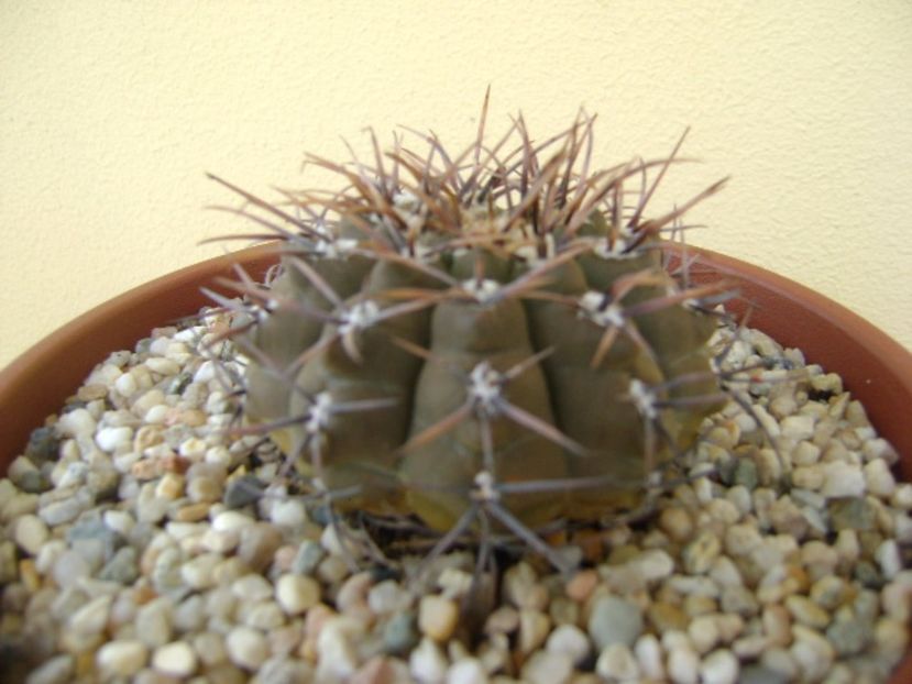 Gymnocalycium ochoterenae v. cinereum - Cactusi 2017 Gymnocalycium