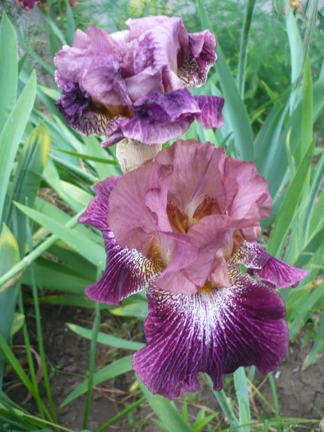 P1320739 - GRADINA 2017-2