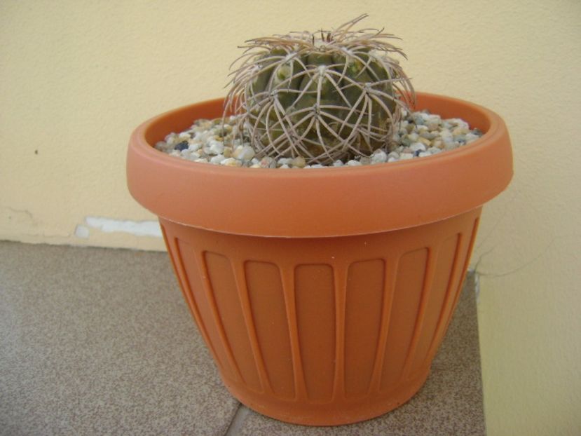 Gymnocalycium spegazzinii - Cactusi 2017 Gymnocalycium