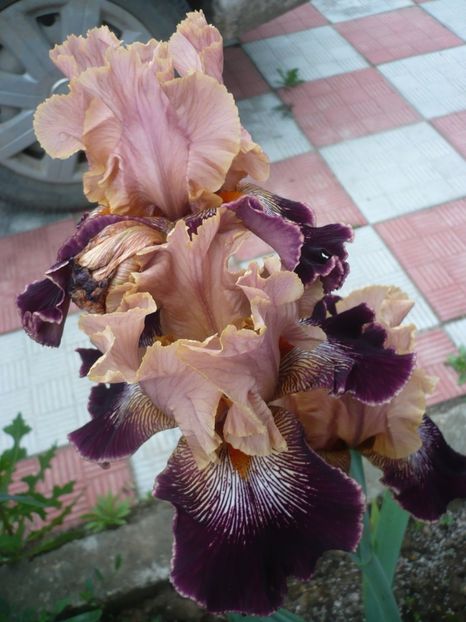 P1320740 - GRADINA 2017-2