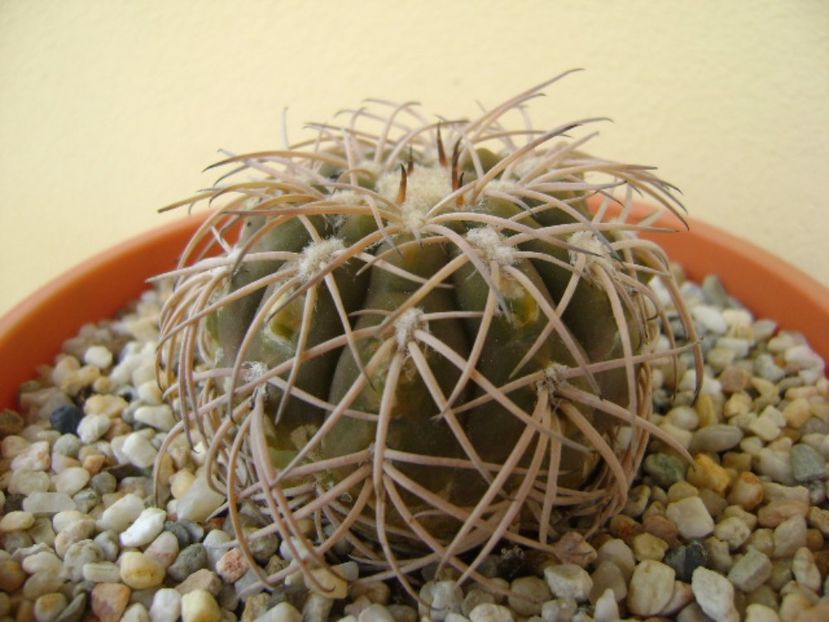 Gymnocalycium spegazzinii - Cactusi 2017 Gymnocalycium