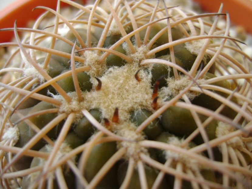 Gymnocalycium spegazzinii - Cactusi 2017 Gymnocalycium