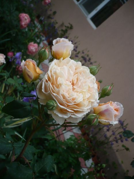 P1320742 - GRADINA 2017-2