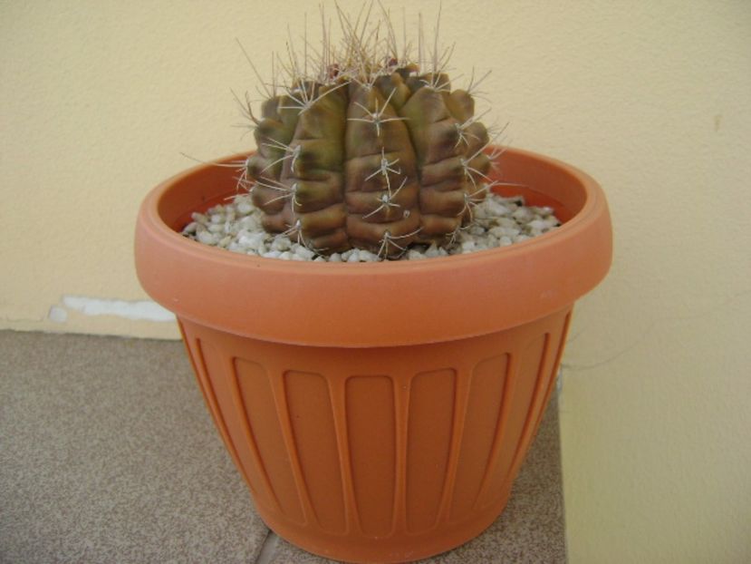 Gymnocalycium mihanovichii - Cactusi 2017 Gymnocalycium